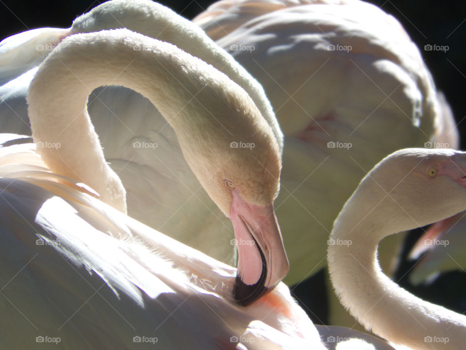 flamingo close up