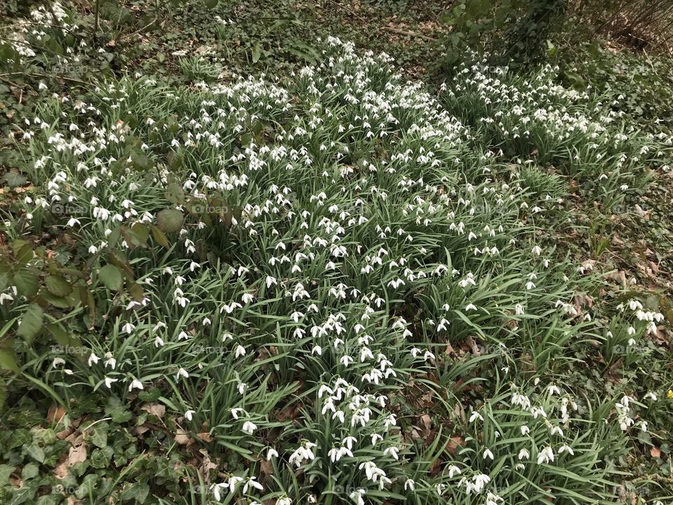 Great display of the winter flower “snowdrops” found at Shute, in East Devon.
