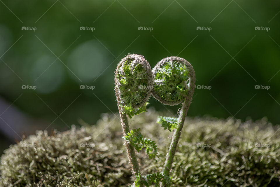 Ferns in the spring