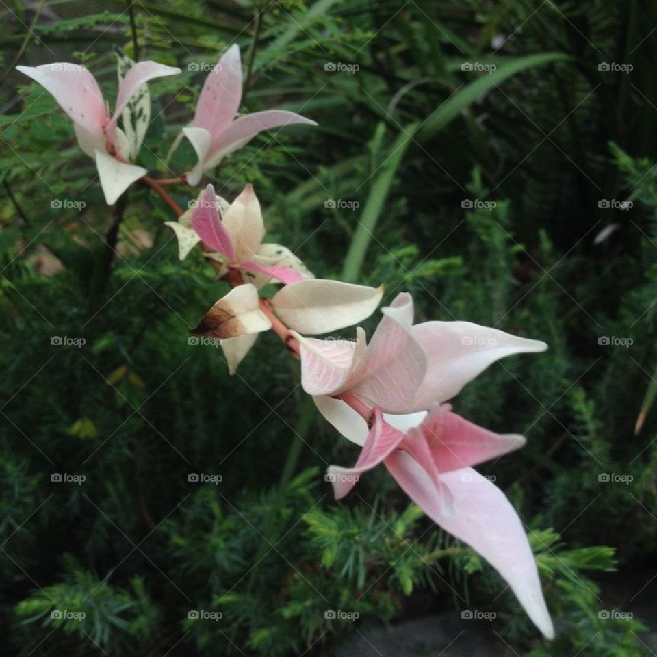 Pink Flower 