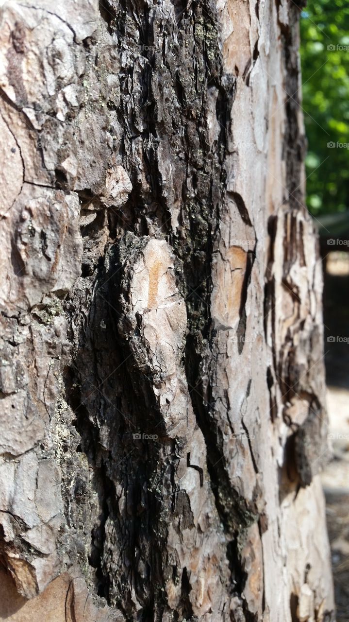 tree bark