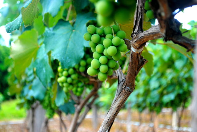 Grape green