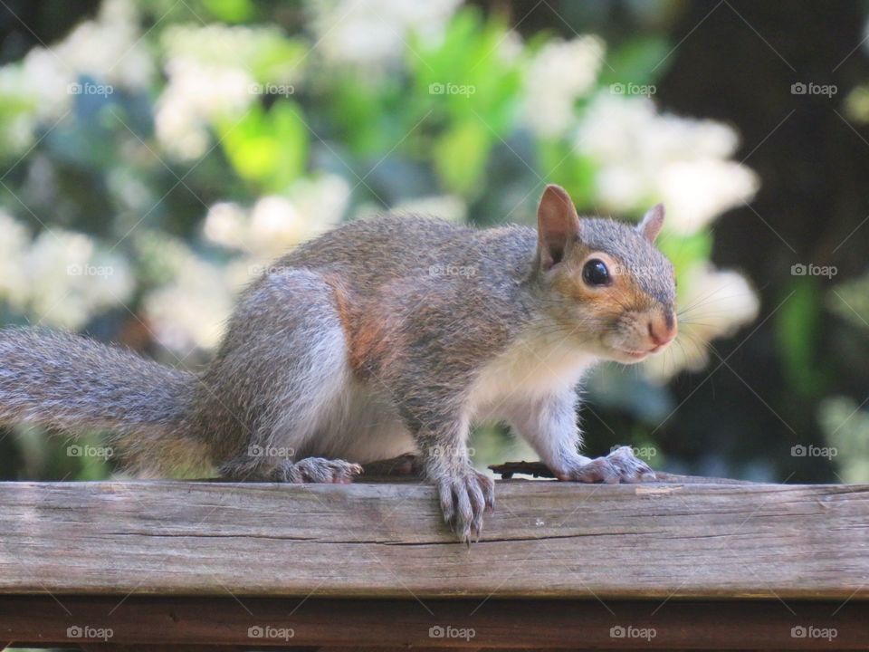 Cute little baby squirrel coming to visit