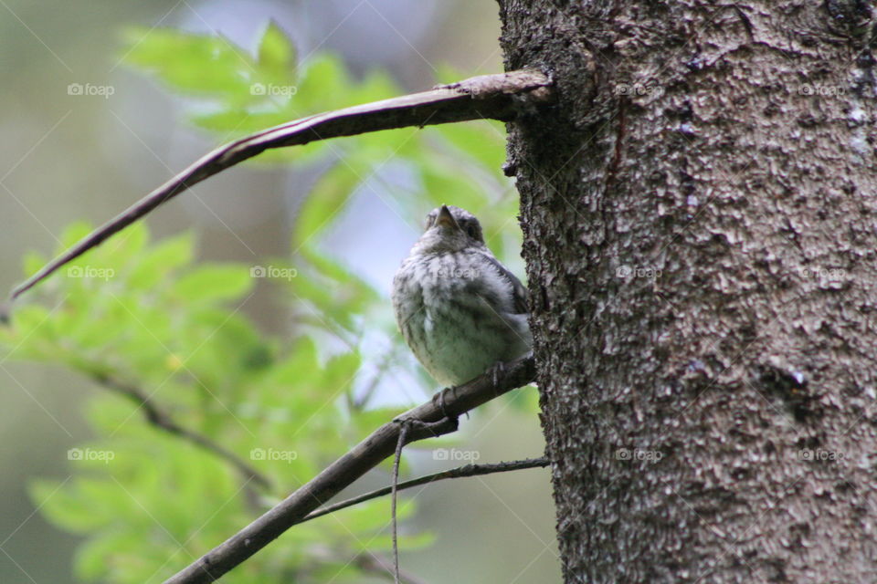 Bird on a tree branch in the forest