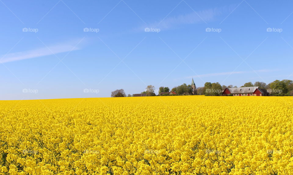 Golden fields - Spring blossom rapefield, Skåne, Sweden 