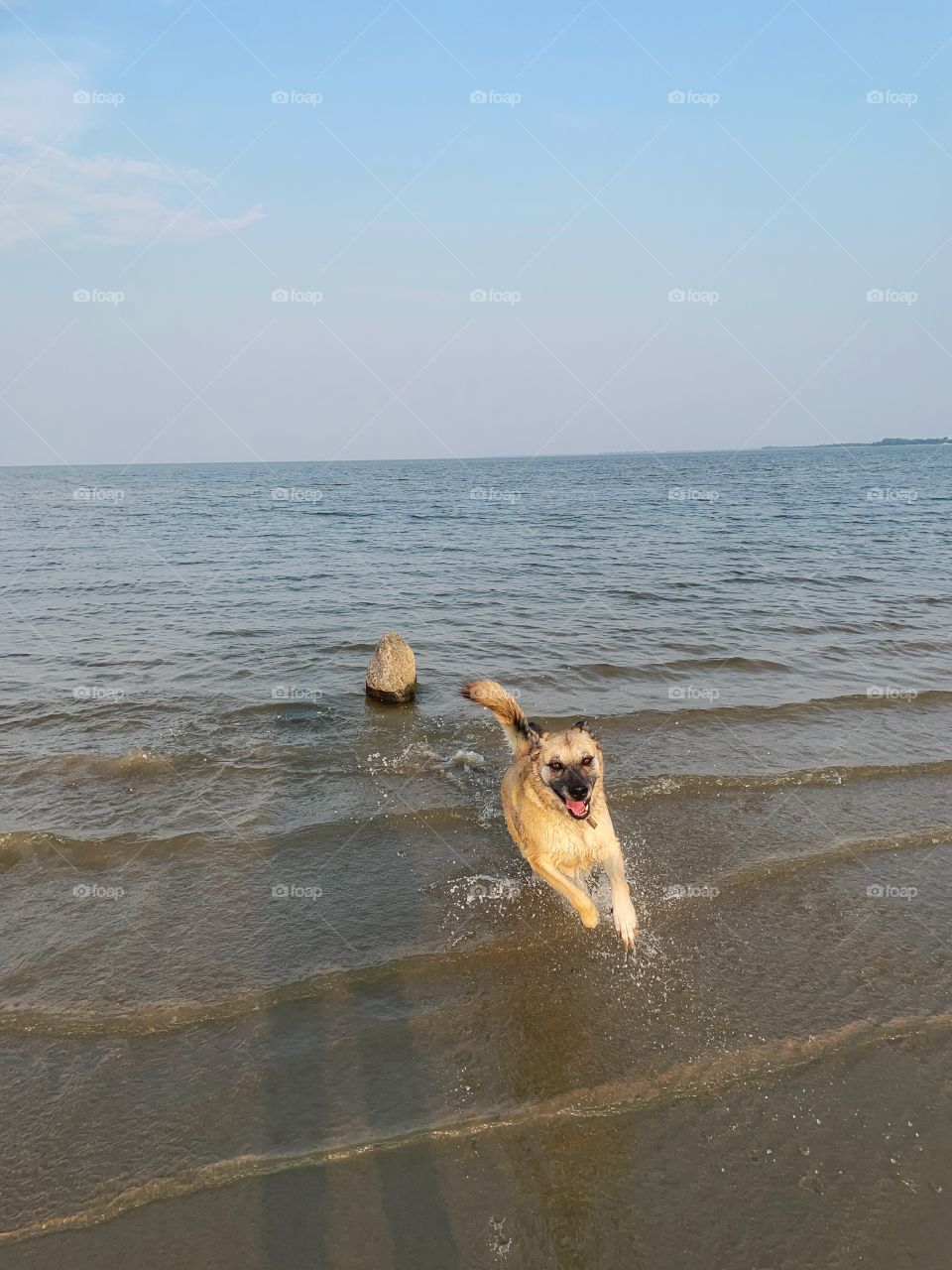 Just a dog enjoying the water