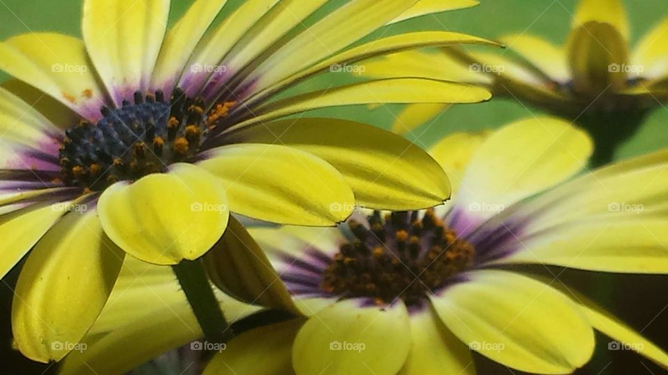 gentle flowers