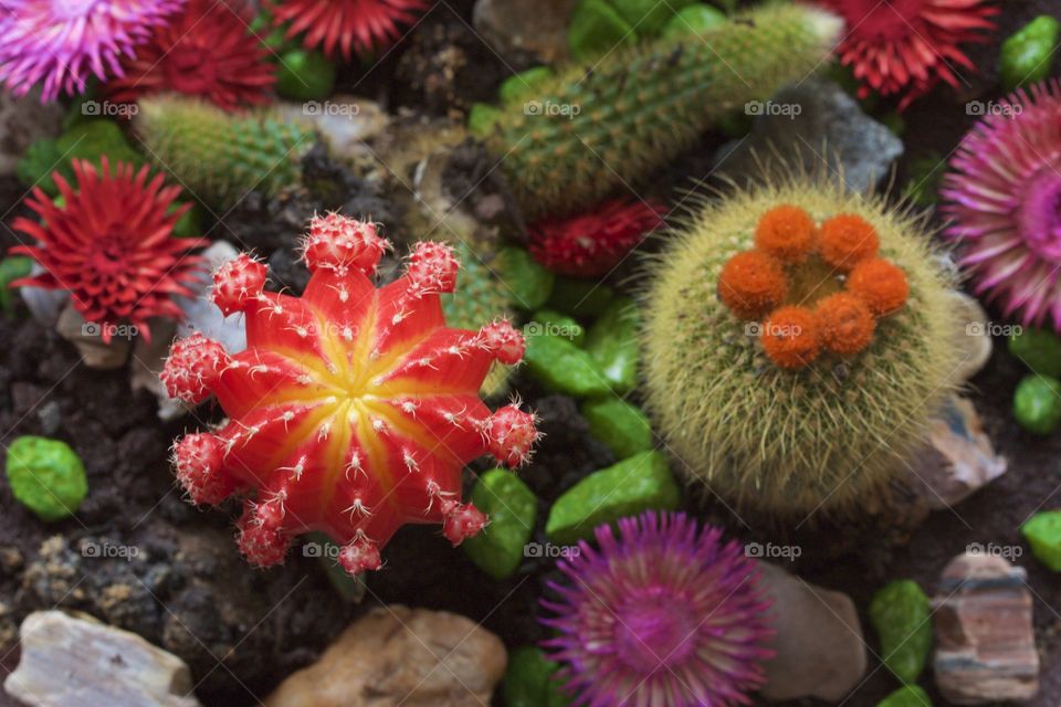 Colorful flowers growing on cactus