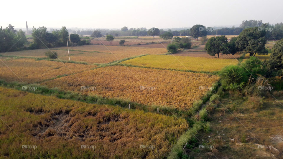 Wheat fields - source of food and joy to the eye.