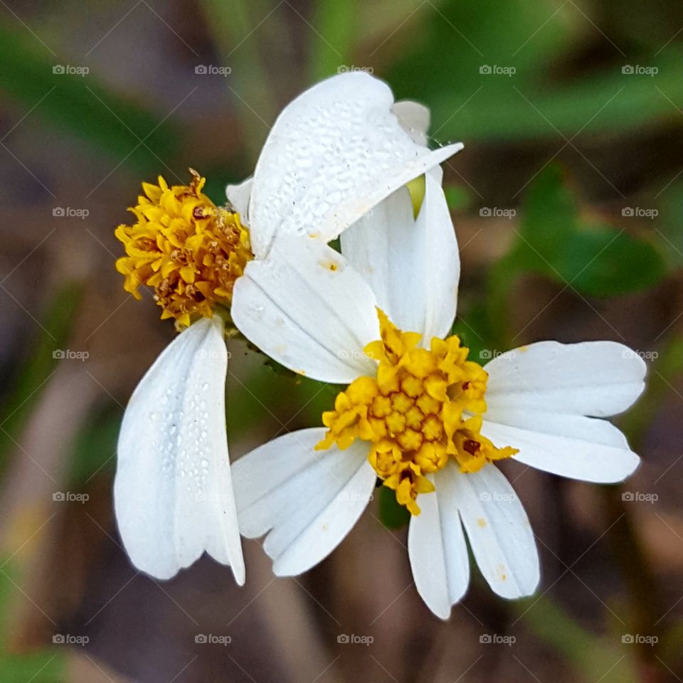 Nature, Flower, No Person, Flora, Wild