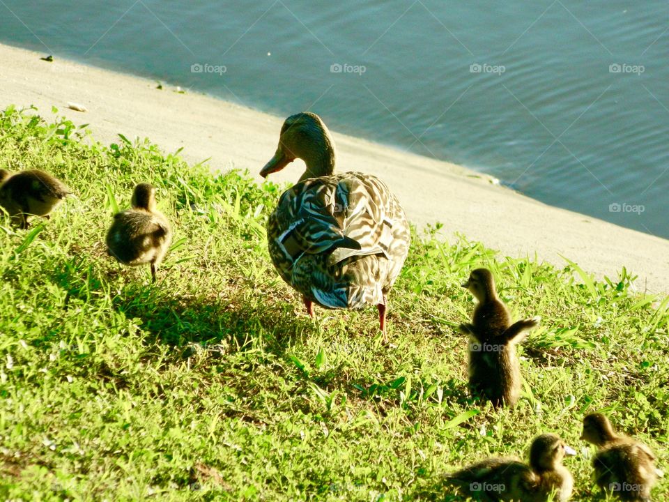 Family of ducks, Wait for me!
