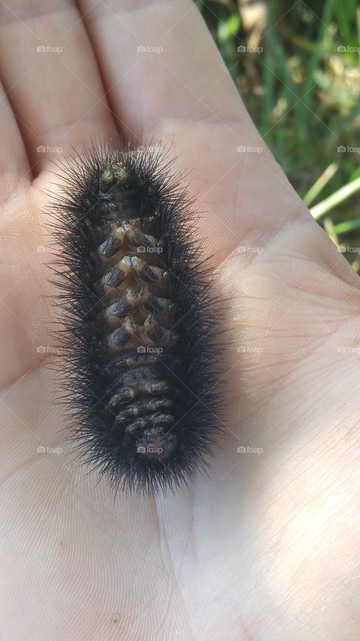a chunky wooly worm
