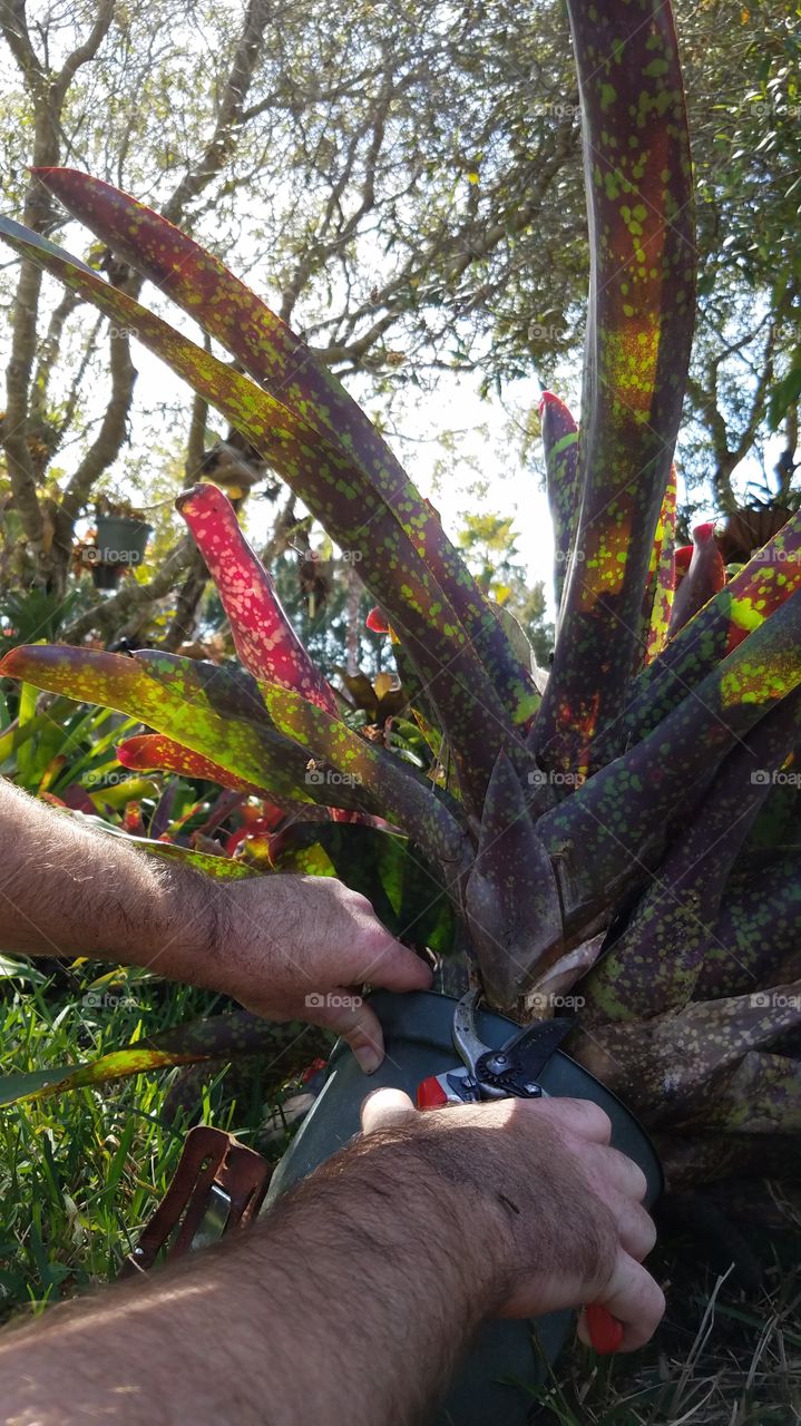 Working Hands Close-up : working in the garden separating the pup from the mother Neoregelia Cosmos bromeliad