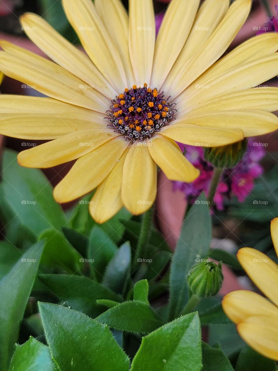 In spring, a kaleidoscope of colors comes alive. A profusion of flowers in every shade—crimson tulips, lavender hyacinths, and snow-white magnolias—transform the landscape into a breathtakingly vivid masterpiece.