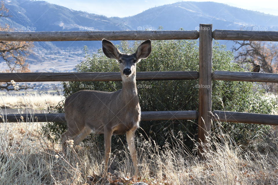 posing for the camera