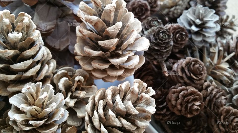 bleached pinecones