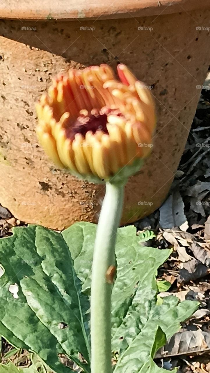 muddy colour that's unique in itself