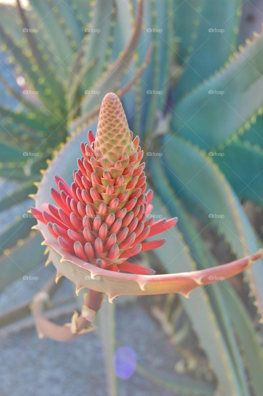 Close-up of a exotic flower 