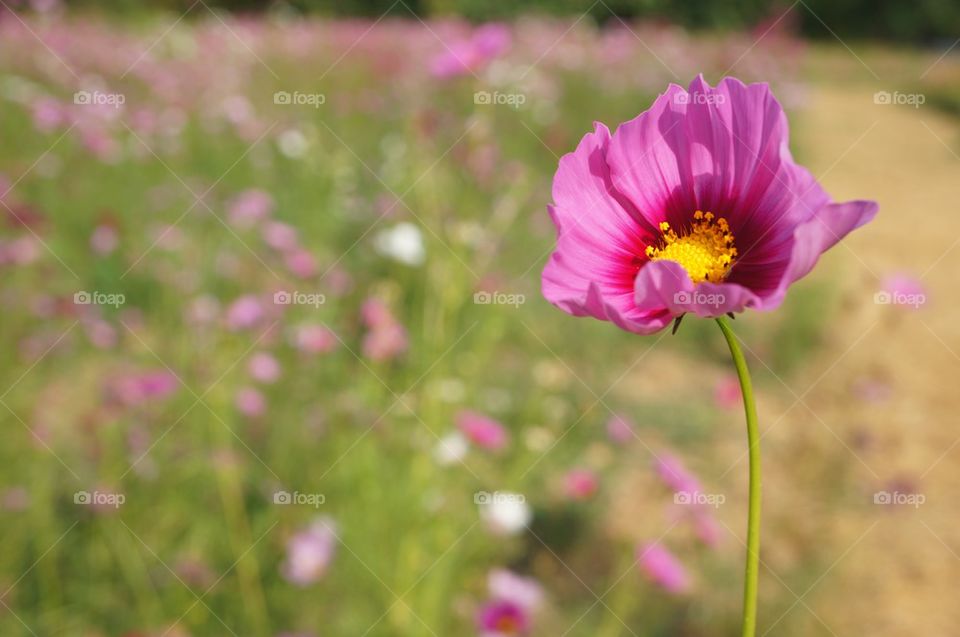 Cosmos Flower