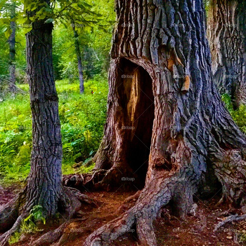 Tree along the Eagle River Nature Center trail