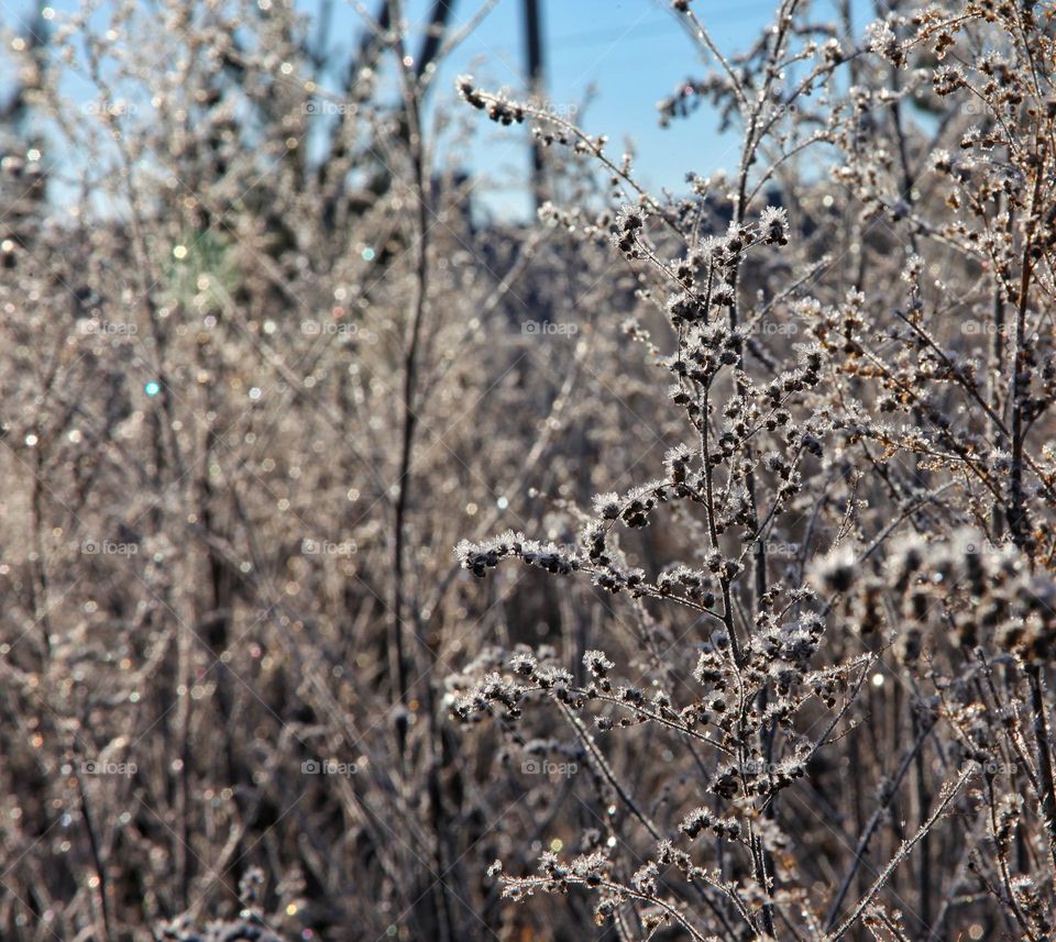 different types of bushes and grass covered with frosty icy needles in the first frost of November