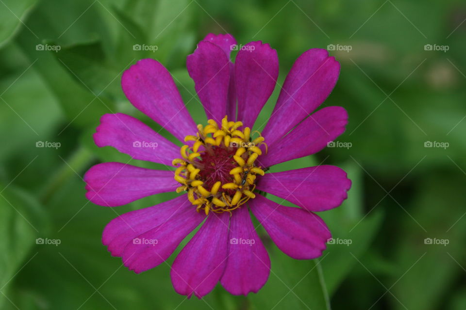 Purple Flower