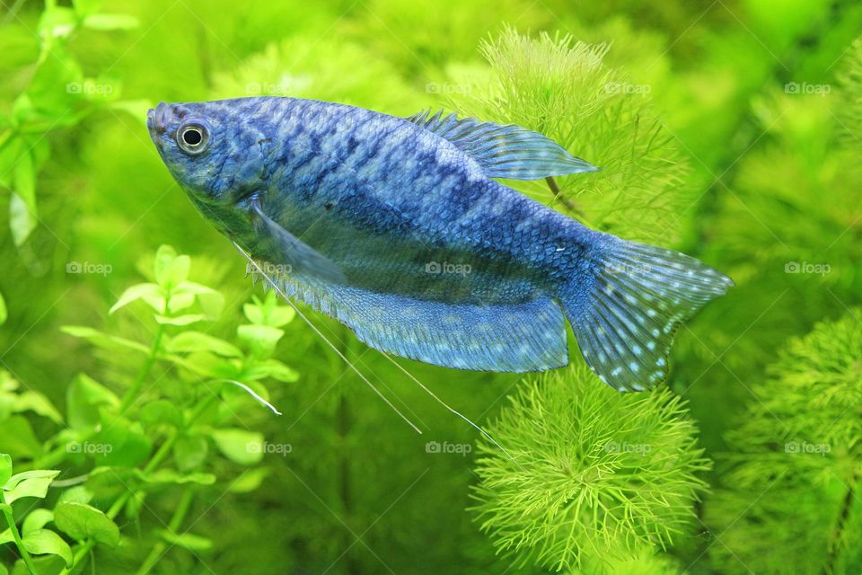 Beautiful and cute fish