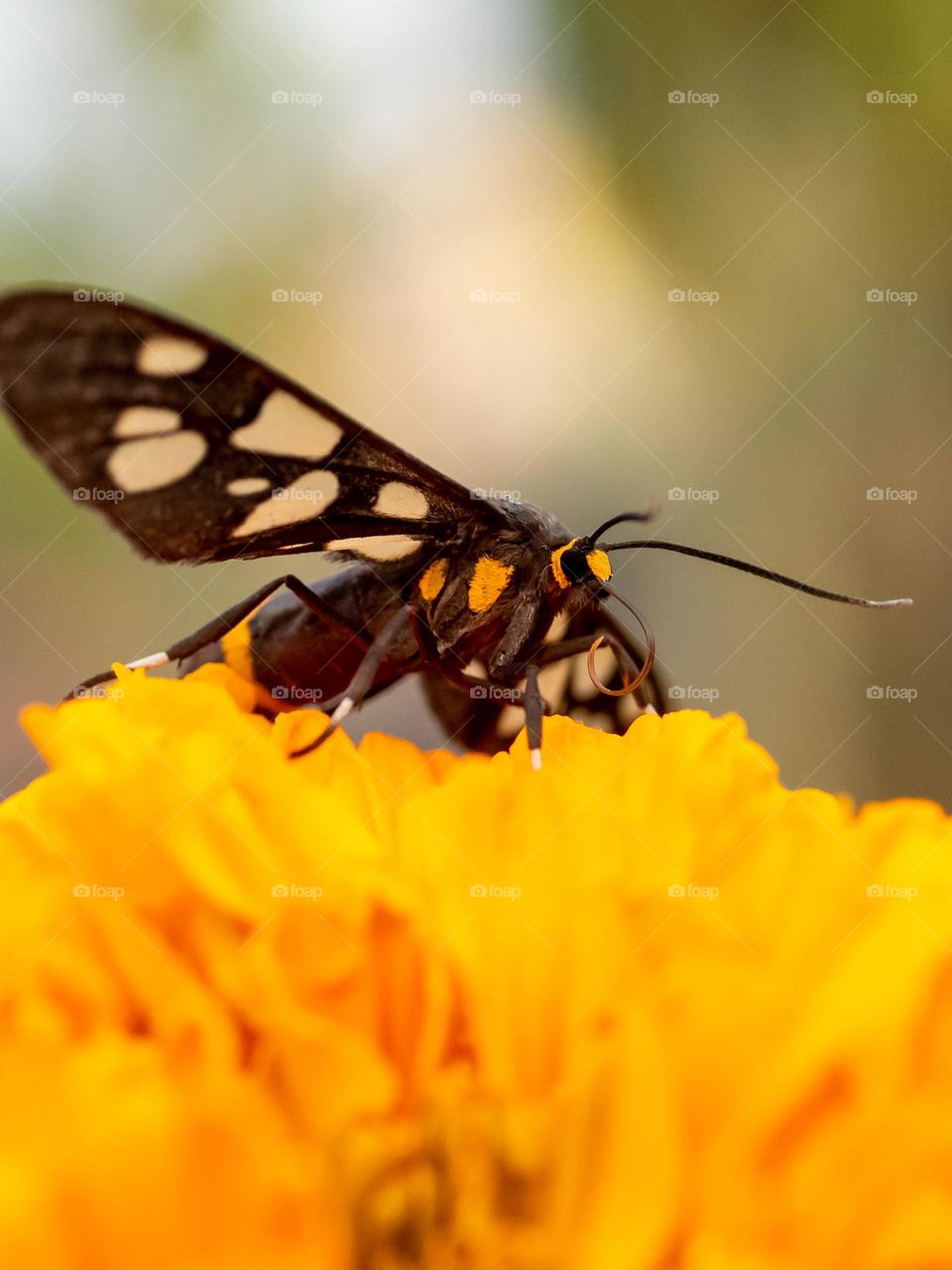 Nine-spotted moth