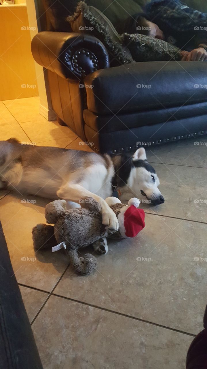 Husky with toy sleeping