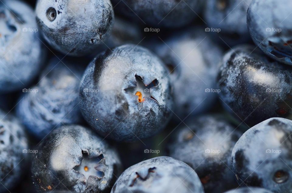 Close up or macro of blue blueberries 