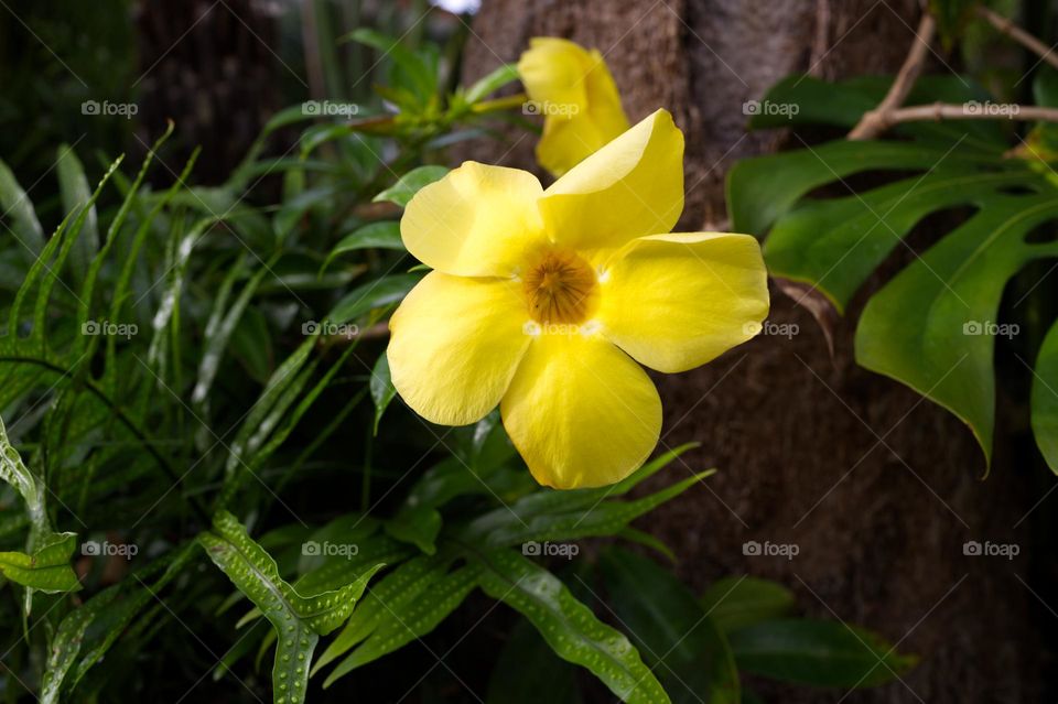 yellow tropical flower