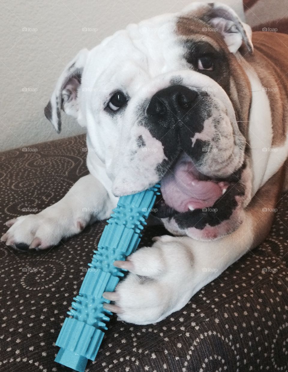 Chew toy. Bulldog
