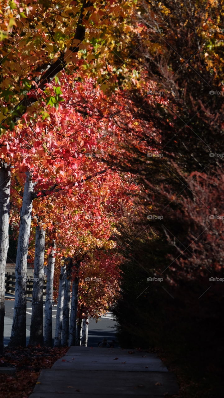 Warm autumn colors in the neighborhood.