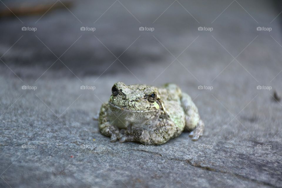 smiling posing frog model