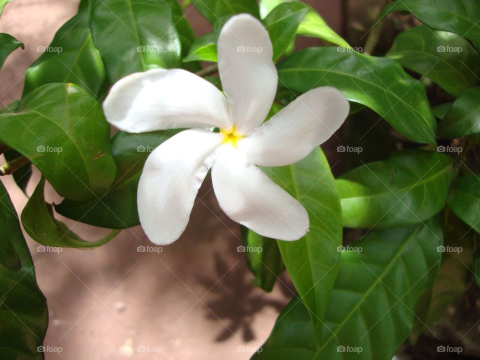 White flower