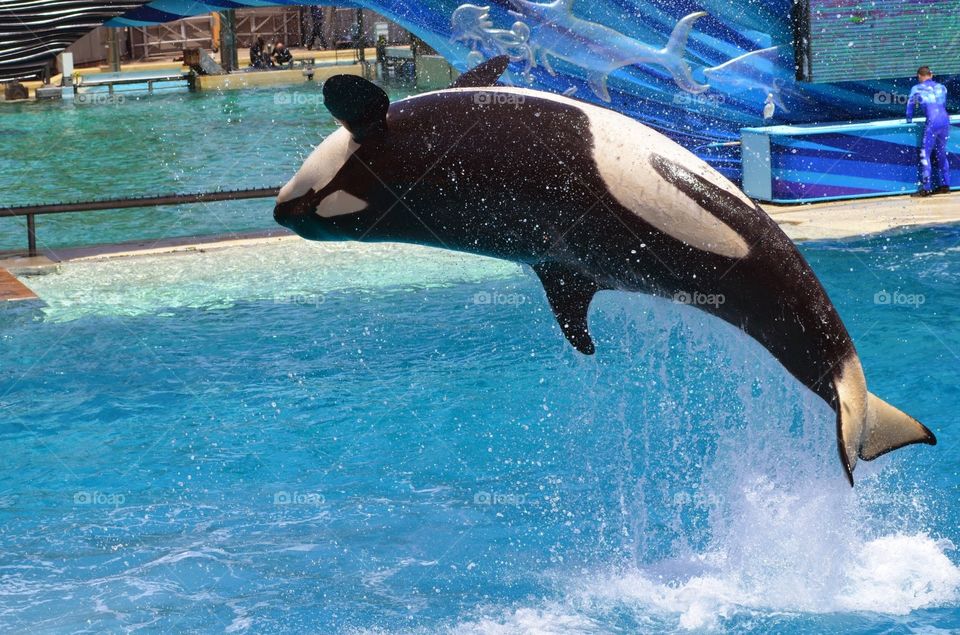 Orca. These animals are so beautiful. Why do they have to be in captivity. :(