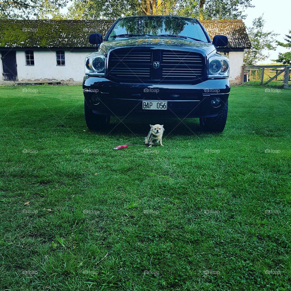Chihuahua with pickup