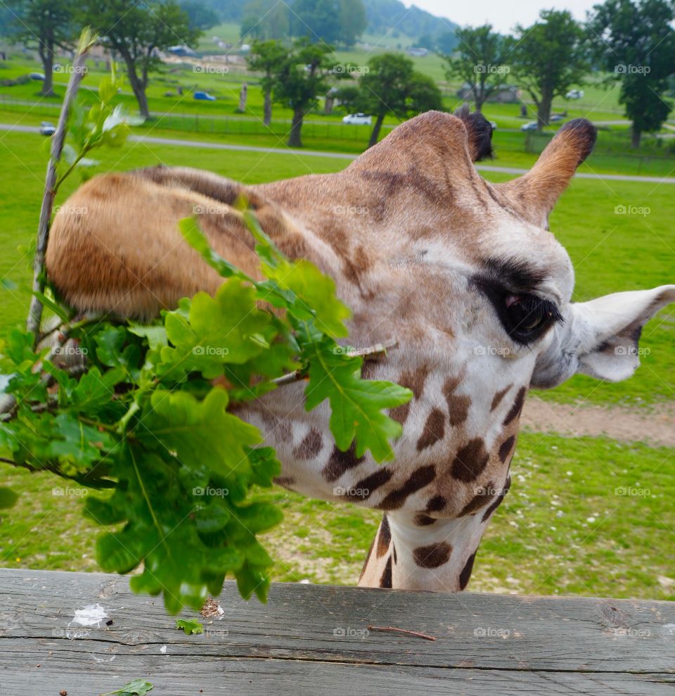 Giraffe being hand fed twigs and leaves