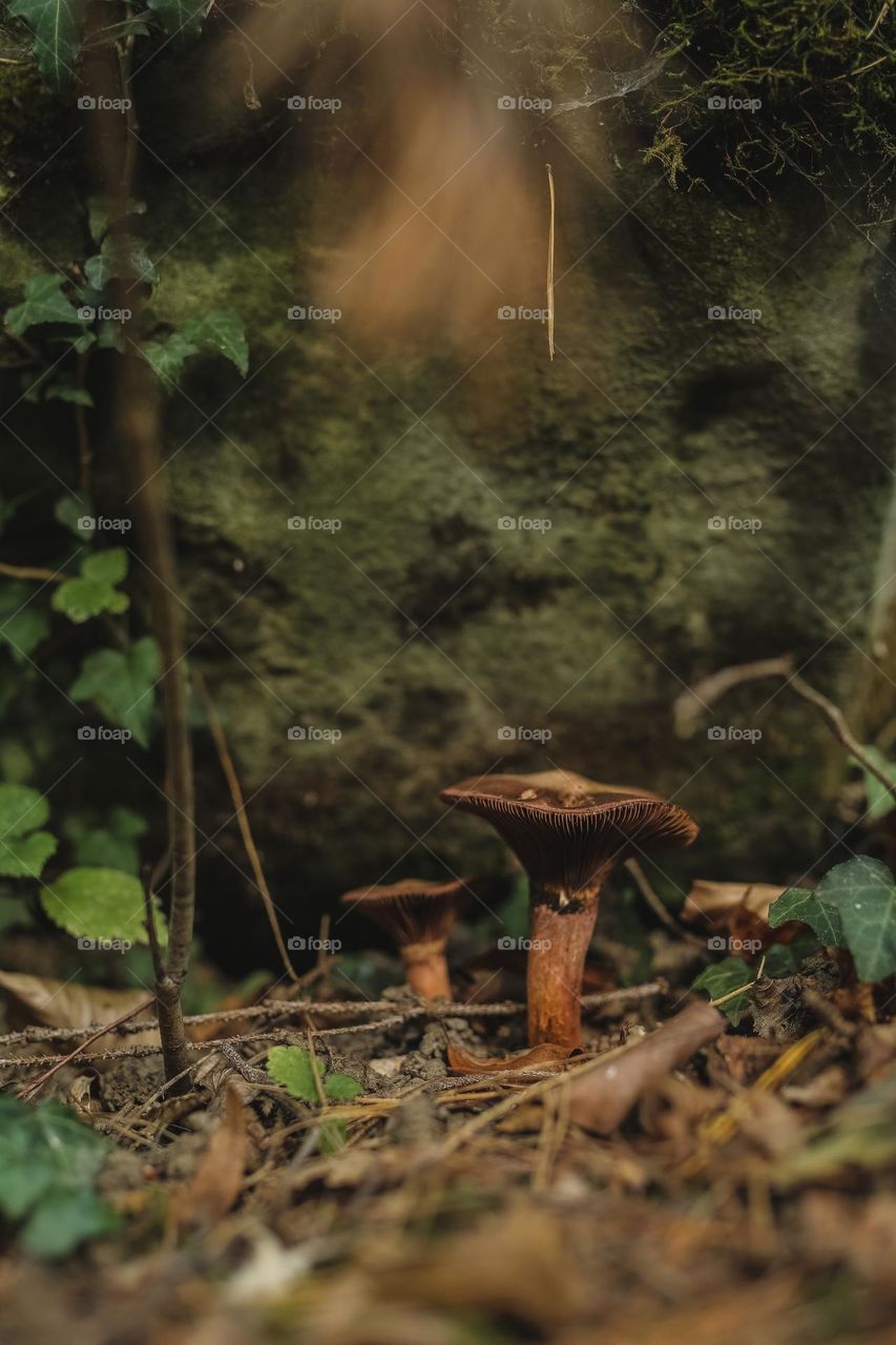 mystical, beautiful, colorful, edible and poisonous mushrooms growing. in the forest, located near the river, hidden under leaves and in the bark of trees. beauty of nature