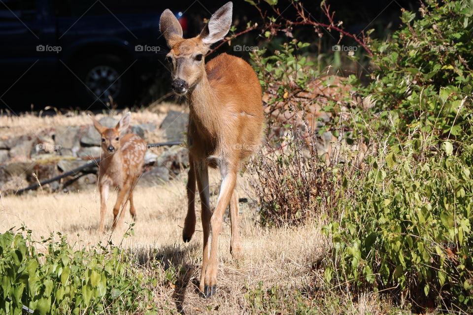 Mama and a baby deer leaping happily around 