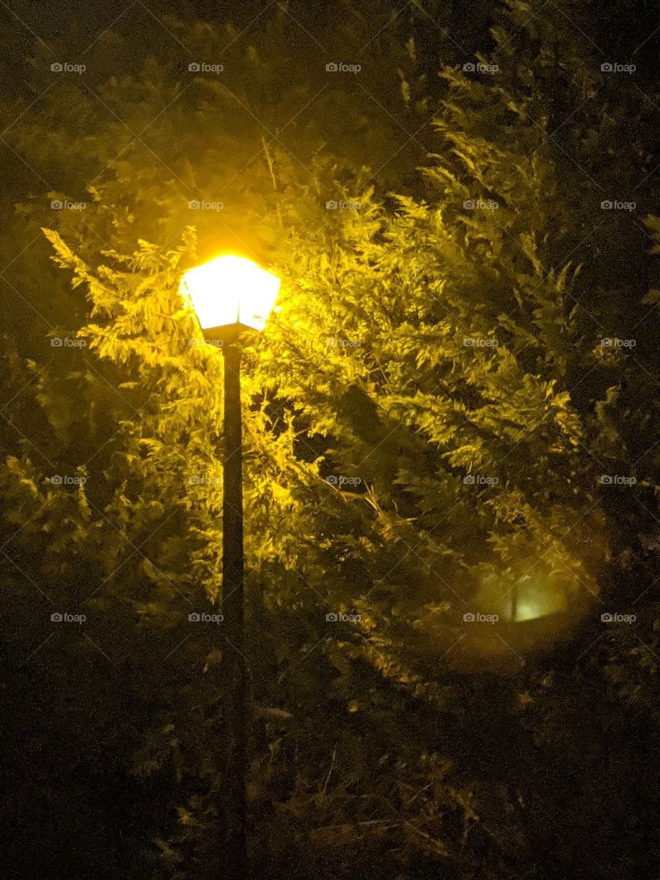 Street lamp in front of tree at night