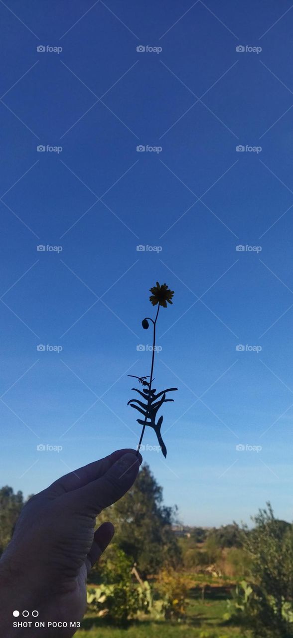 beautiful flower embracing Blue sky