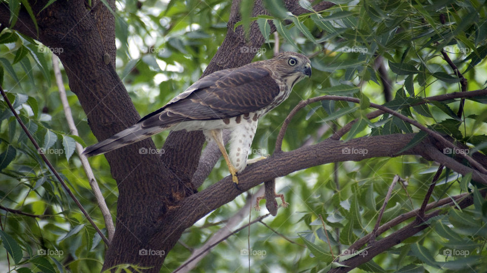 Eagle and breakfast