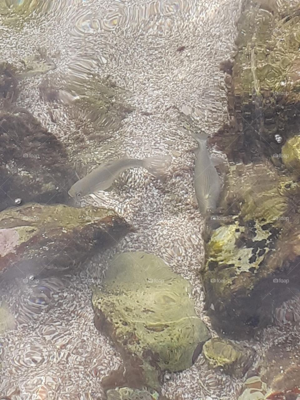 Fish in Méditerranée sea marseille