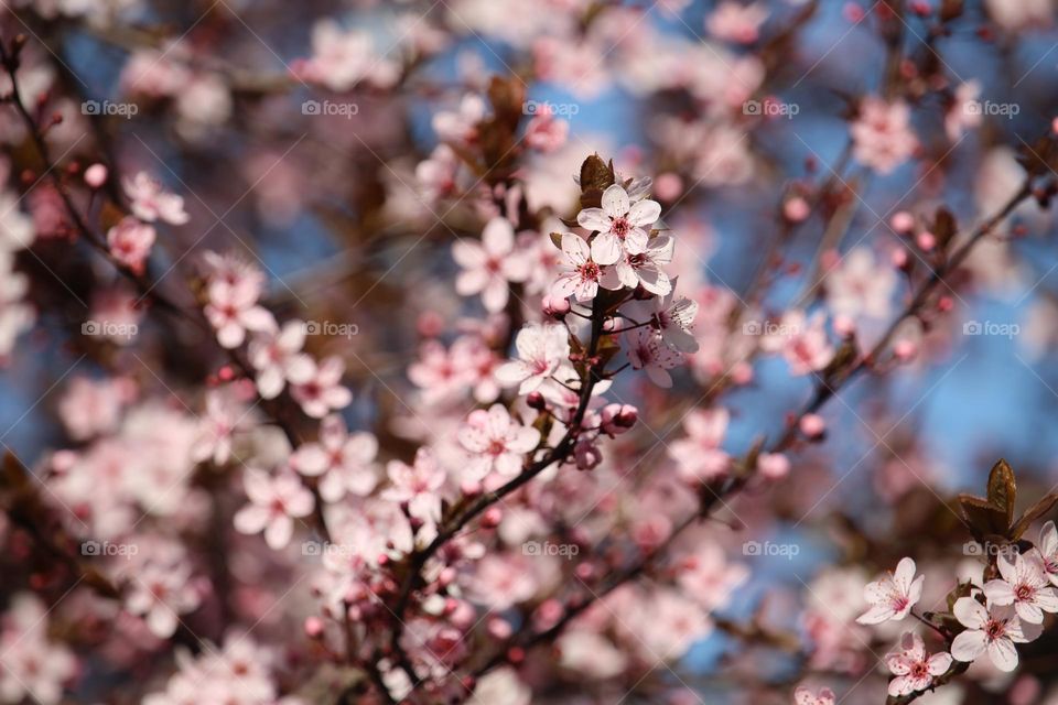 Pink spring flowers