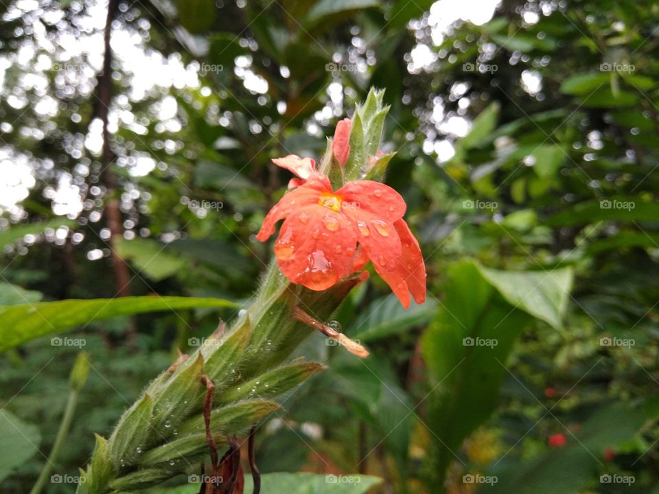 flower