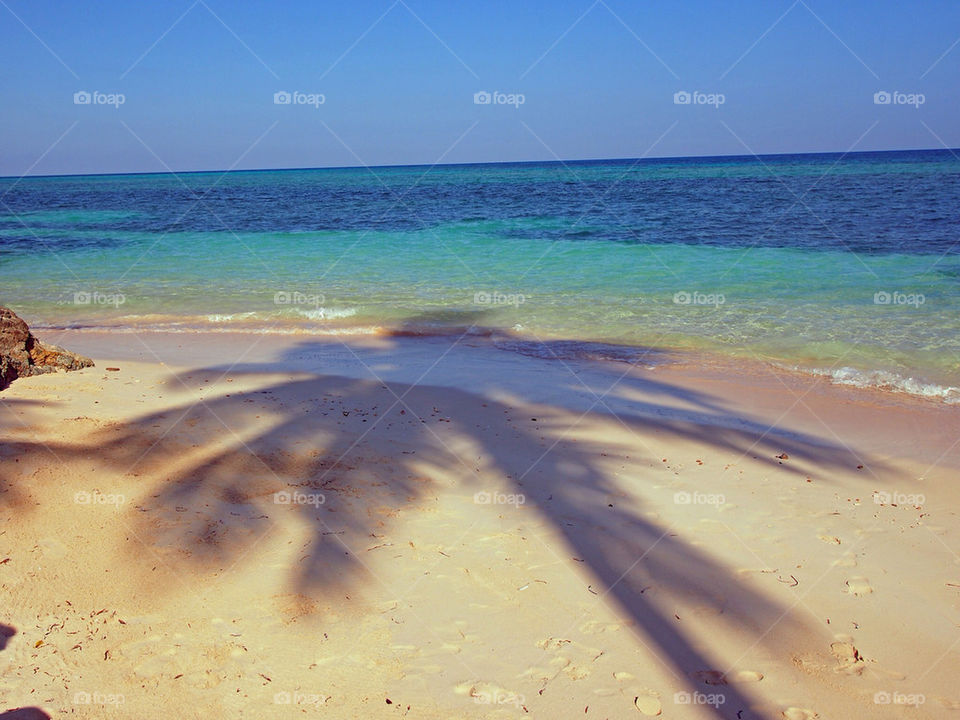 beach tree shadow palm by swatchtime