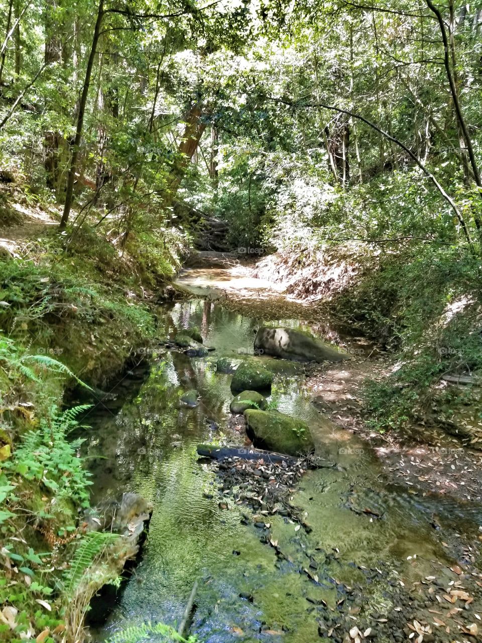 Stream at the Basin