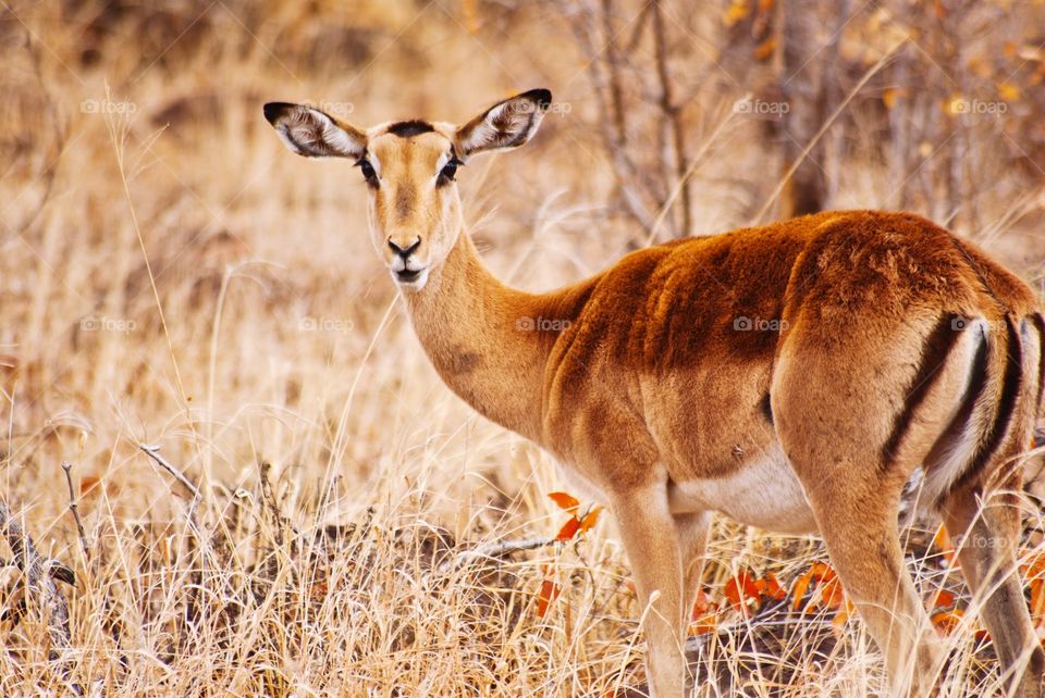 female impala standing after hearing something