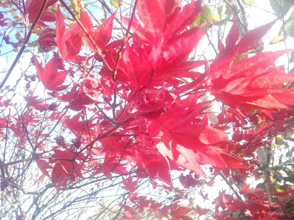 Autumnal red leaves backlit by bright evening sky